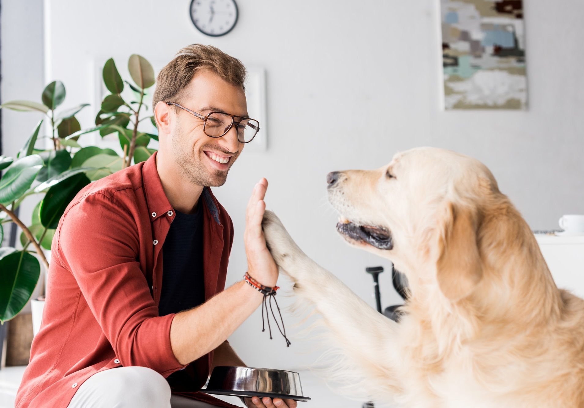 golden retriever dog giving five to happy man in glasses